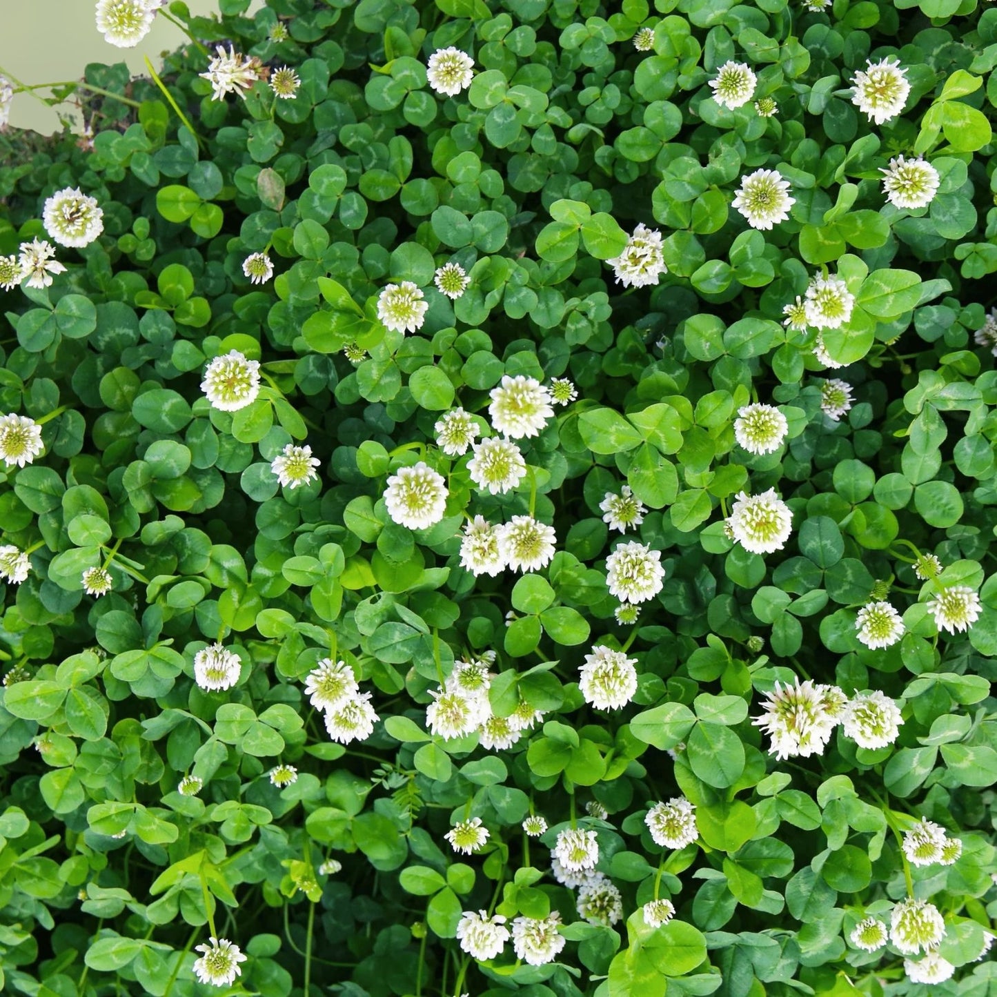 White Clover Seeds for Planting - 1,000 Seeds - Easy to Grow Lucky Grass - Trifolium repens Ground Cover Seeds