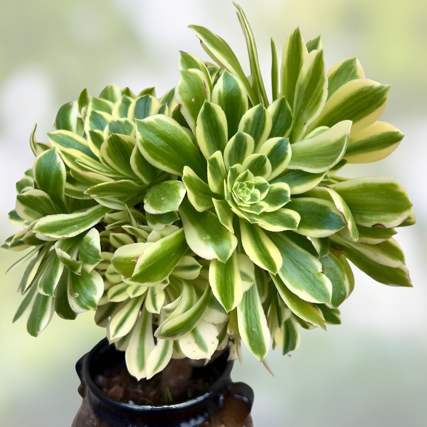 Succulents Live Plant Cutting 3,5” Variegated Aeonium Maybach - Low Maintenance Indoor Decor