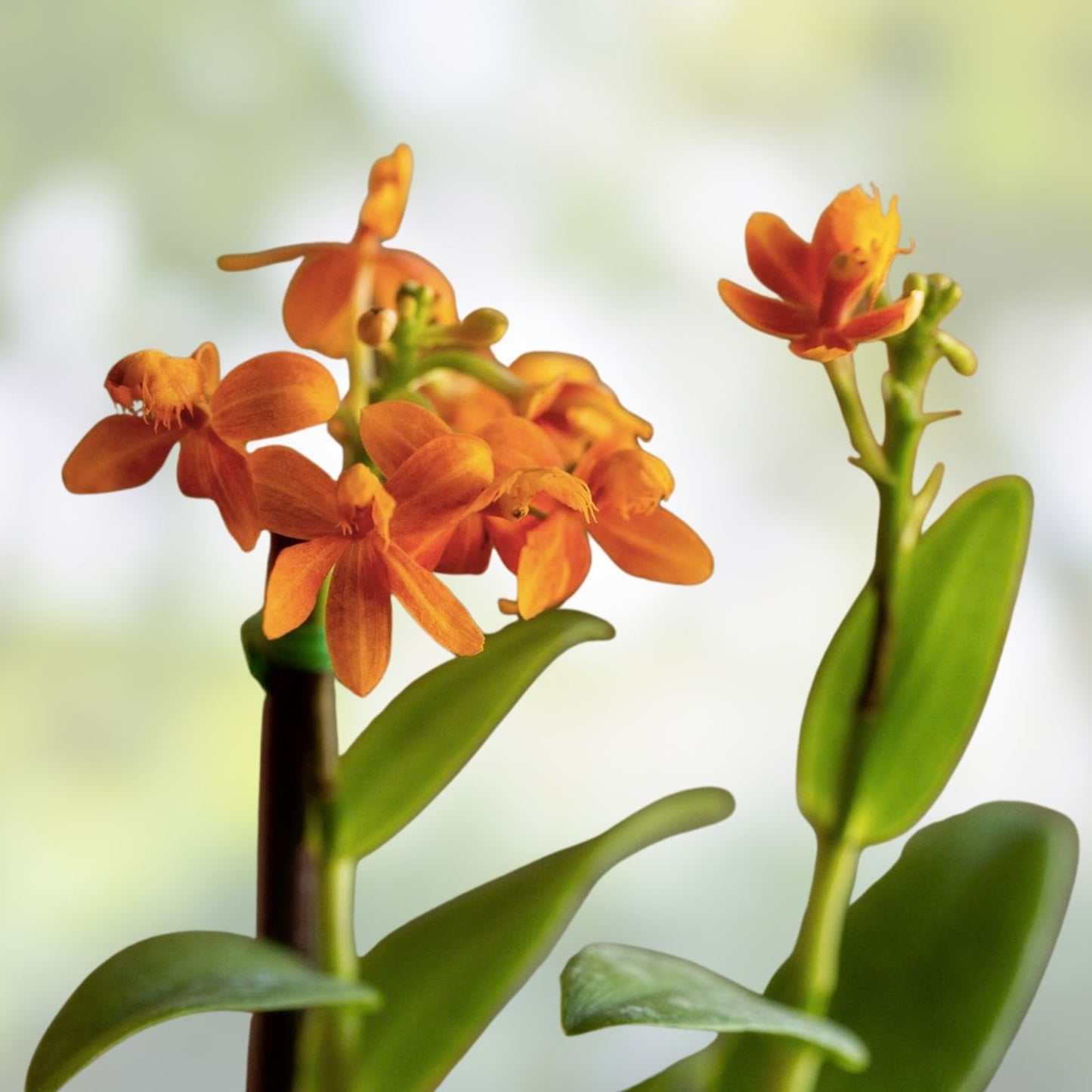 Epidendrum Radicans Orange Orchid Cuttings – 2 Live Plants for Pot or Ground Planting, Tropical Orchid, Easy Care, Bright Color