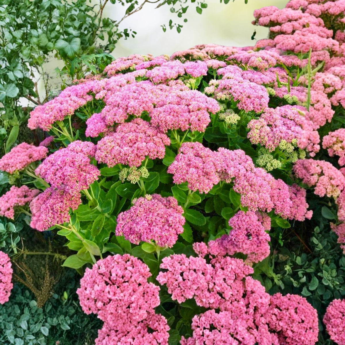 Sedum Autumn Joy Live Plants 3 Pack, Pink Blooms, Bare Rooted, Hylotelephium telephium, Drought Tolerant, Perennial, Bee Friendly