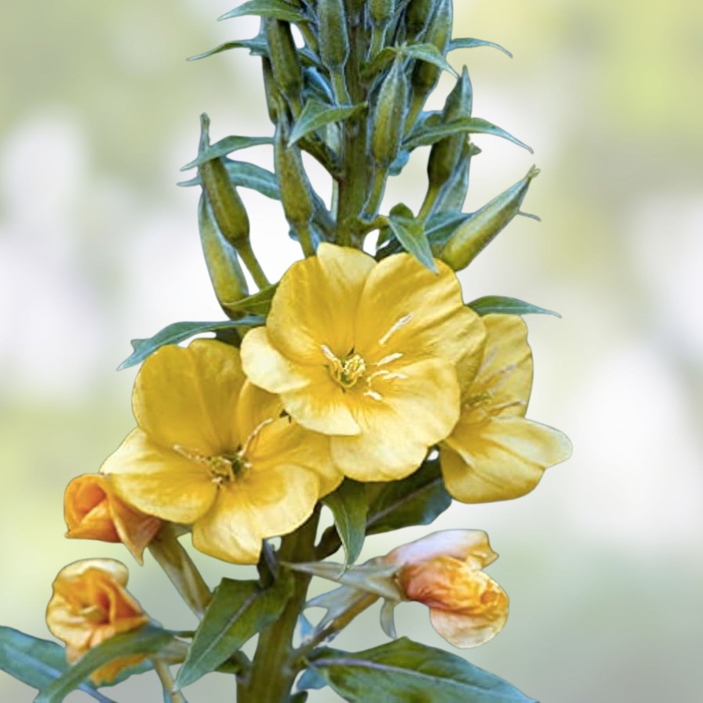 Evening Primrose Seeds for Planting – 500 Count – Organic, Non-GMO, Heirloom Oenothera biennis