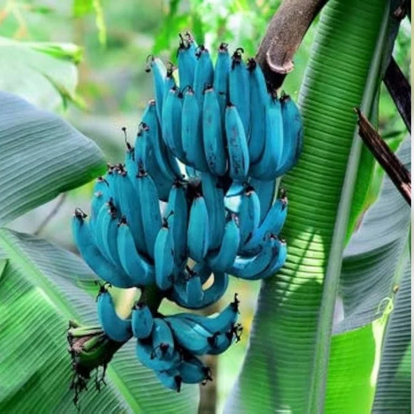 Live Blue Java Banana Tree Starter Plant – Well Rooted Musa acuminata Tropical Ice Cream Variety