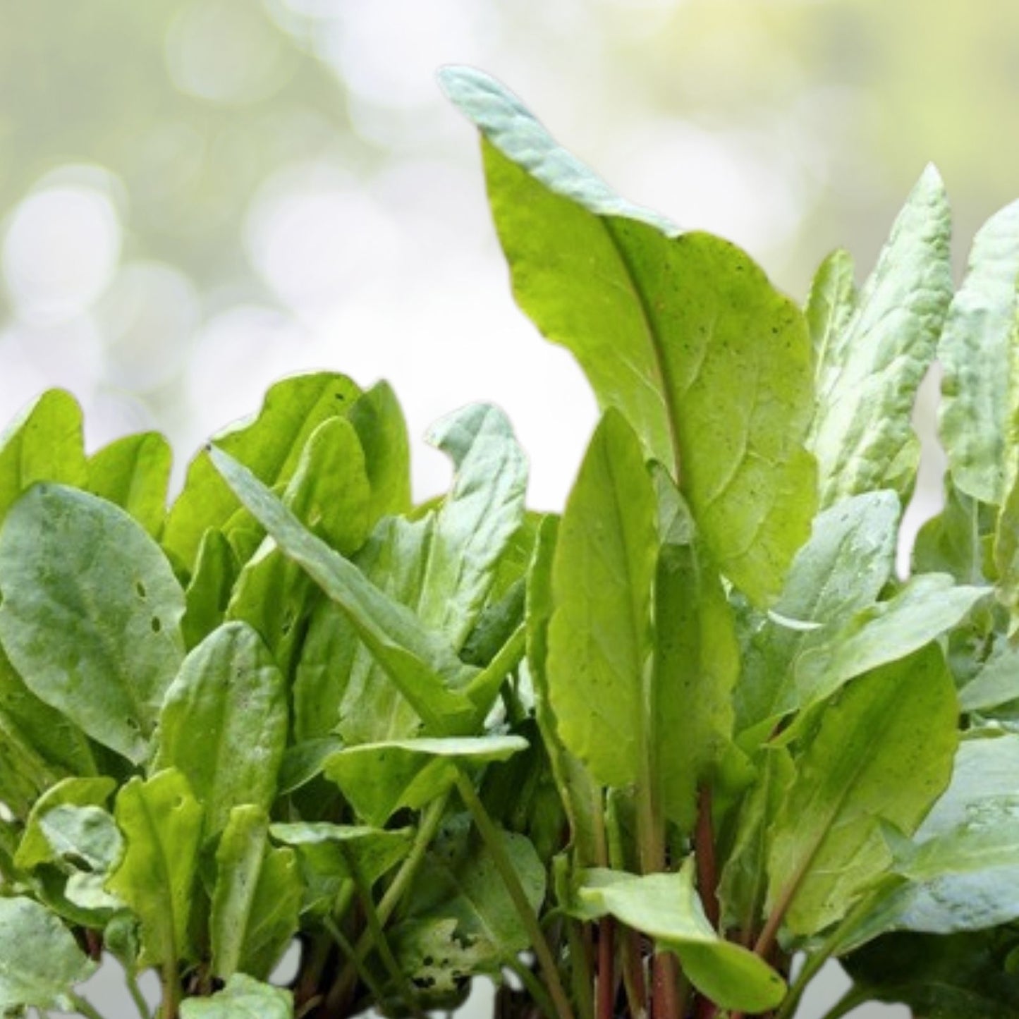 Large Leaf Sorrel Seeds - 500+ Count - Chukakura Culinary Herb - Hardy Perennial - USA Grown