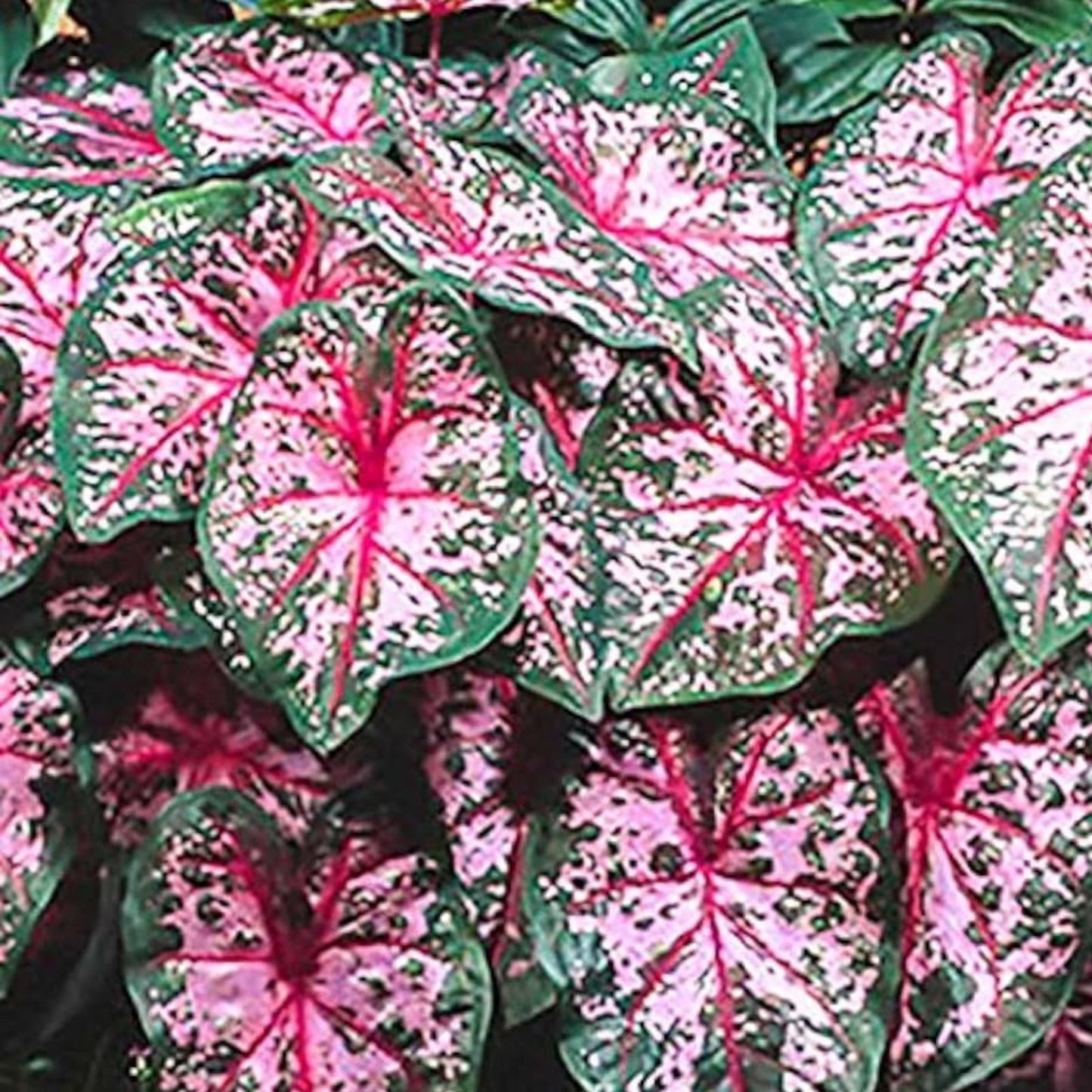 Caladium Bulbs 2 Pack Carolyn Whorton Variety Colorful Foliage for Planting Tropical Houseplants