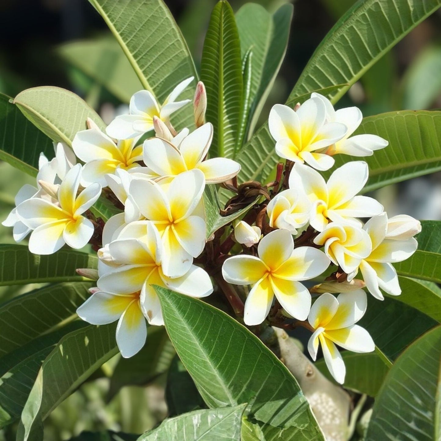 Yellow Plumeria Cuttings - Frangipani Plant Propagation - Tropical Flowering Plants - Garden, Patio, Indoor Planting