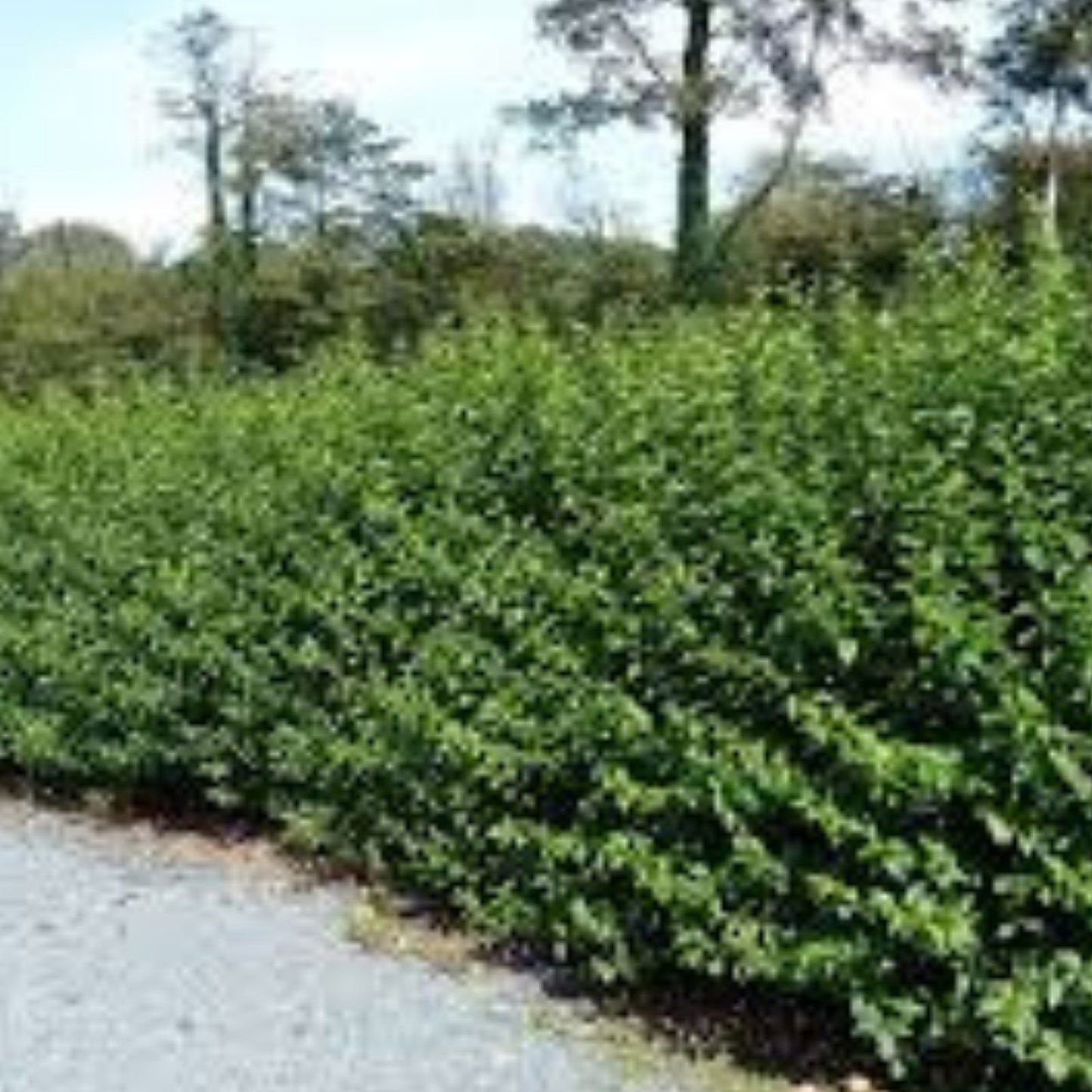 Privet Hedge Live Plant 5-Pack – Ligustrum for Privacy Screen, Shrubs, Landscaping, Evergreen, Fast-Growing, Garden Plant