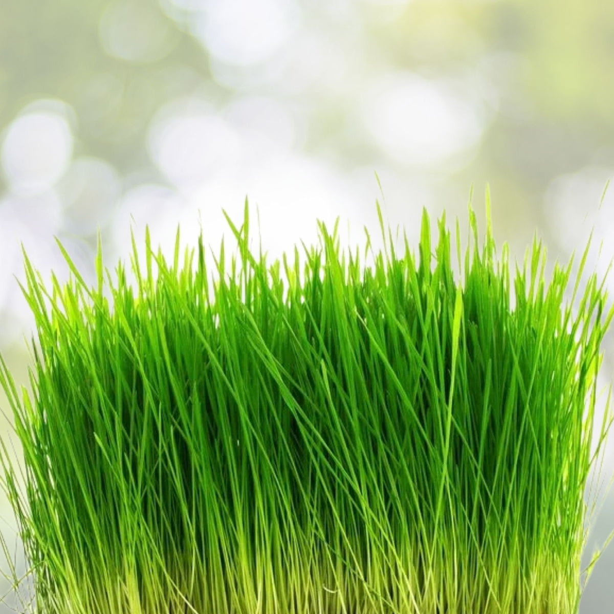 Wheatgrass Grow Kit - Large 10in x 20in Tray with Cover & (3X) Jute - Complete Indoor Gardening Set for Fresh Wheatgrass
