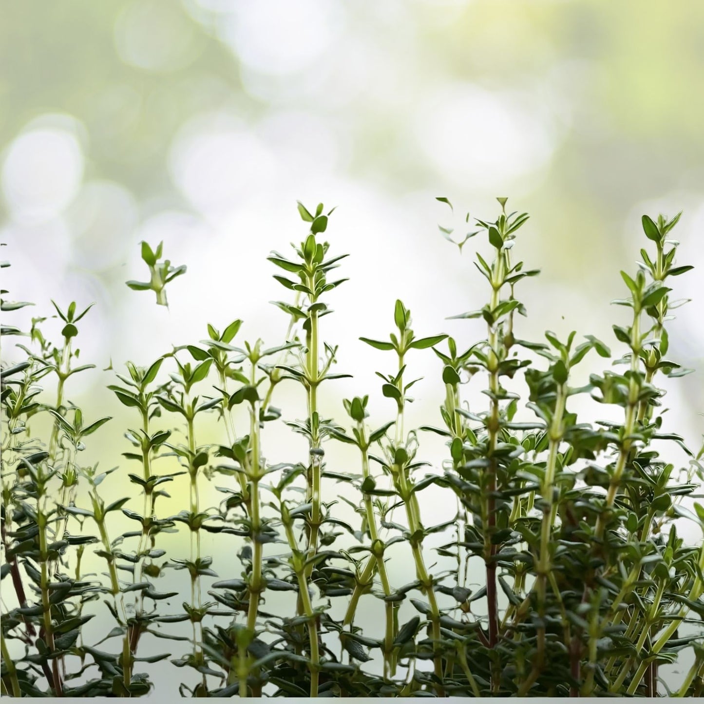 Common Thyme Herb Seeds - 300+ Fragrant Seeds - Thymus Vulgaris - Culinary Herb for Gardening