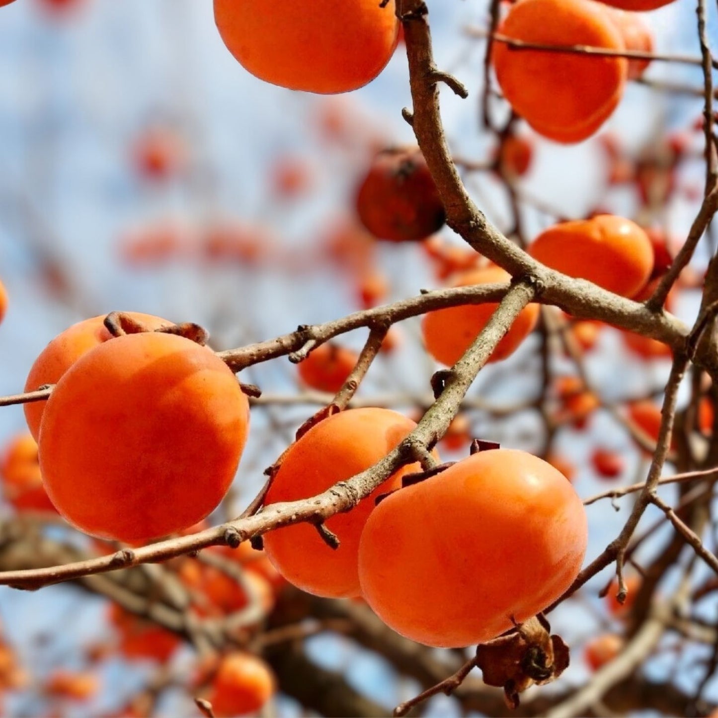 Hachiyaa Persimmon Tree Cuttings – 6 Unrooted Cuttings, 6"-8" for Rooting or Grafting, Diospyros kaki