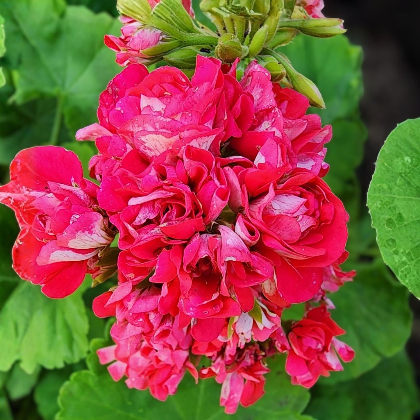 Fresh Geranium Starter Cuttings 2-Pack, Reddish Pink/Maroon, Perennial Live Plant (Pelargonium)