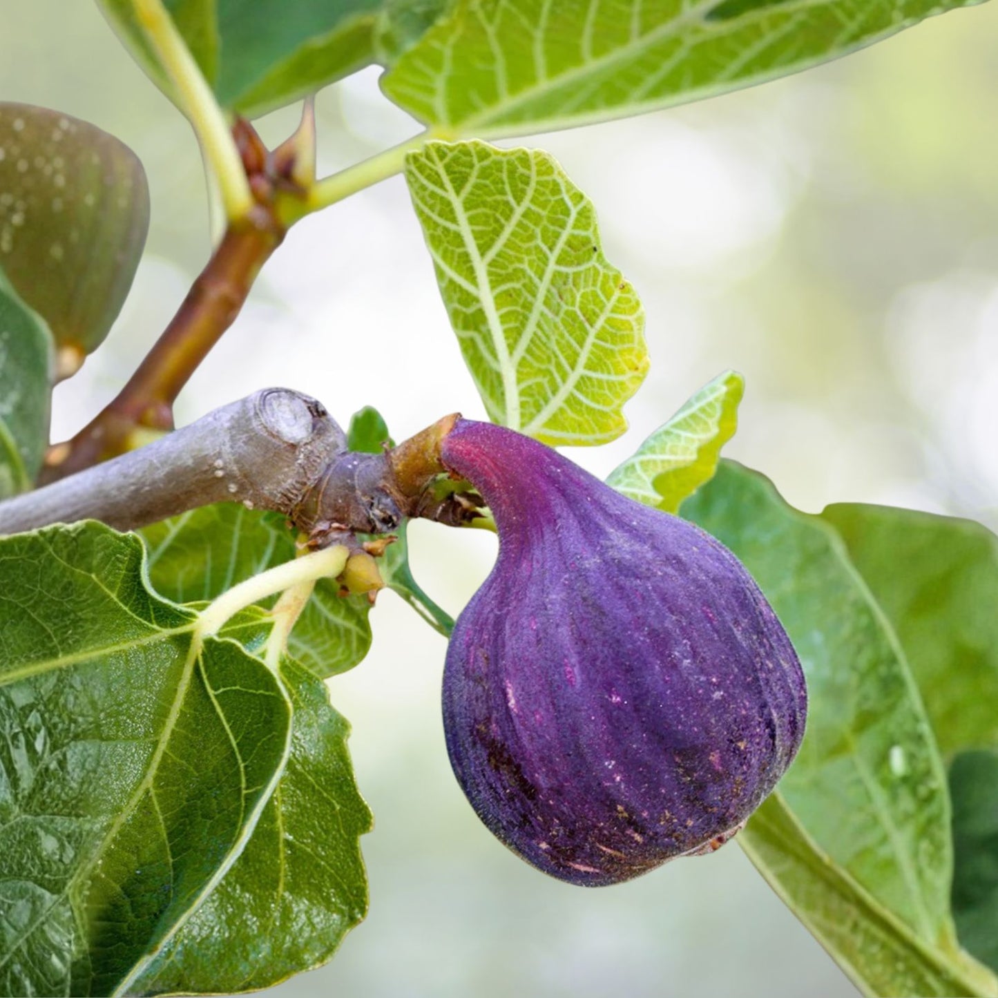 Fresh Fig Tree Cuttings 5-Pack, Purple Variety, Minimum 4 Nodes Each Cutting, Ficus carica