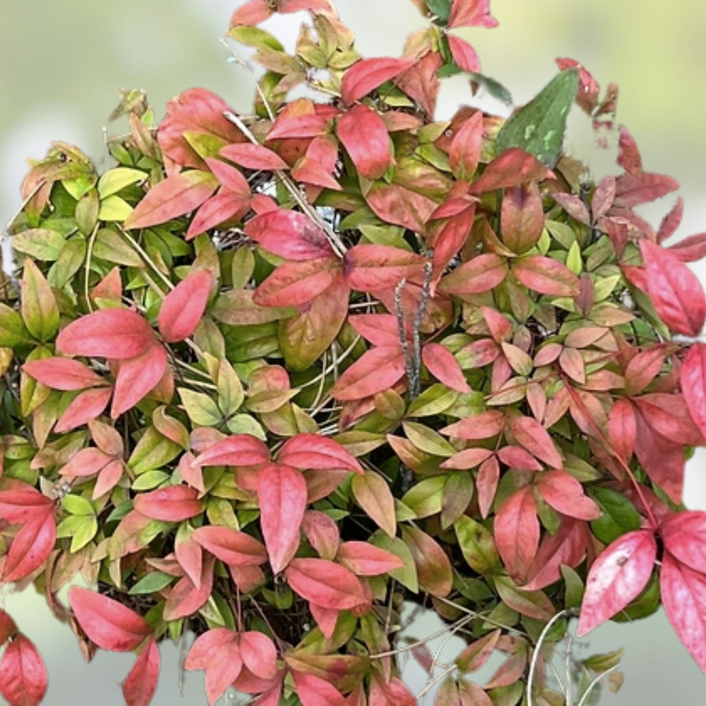 Heavenly Bamboo Seeds 100 Count for Privacy Hedge Nandina domestica Made in USA from Iowa