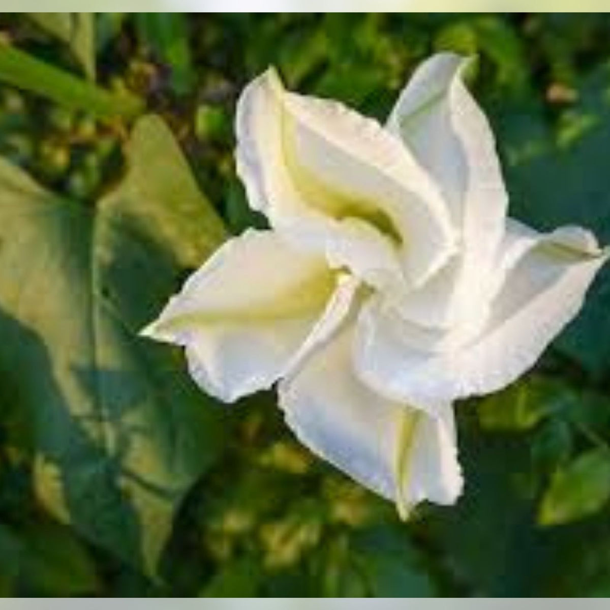 Tropical White Knight Vine Seeds – 20 Count – Night-Blooming, Moonlight Reflection – Exotic Ipomoea alba Plant Seeds