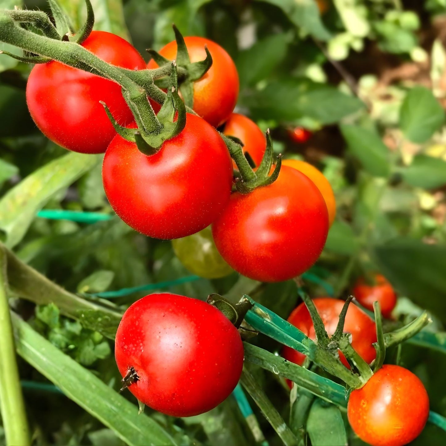 Tomato Seeds 5000 Count Bonny Best Scarlet Medium Red Slicer for Canning & Fresh Use (Solanum lycopersicum)