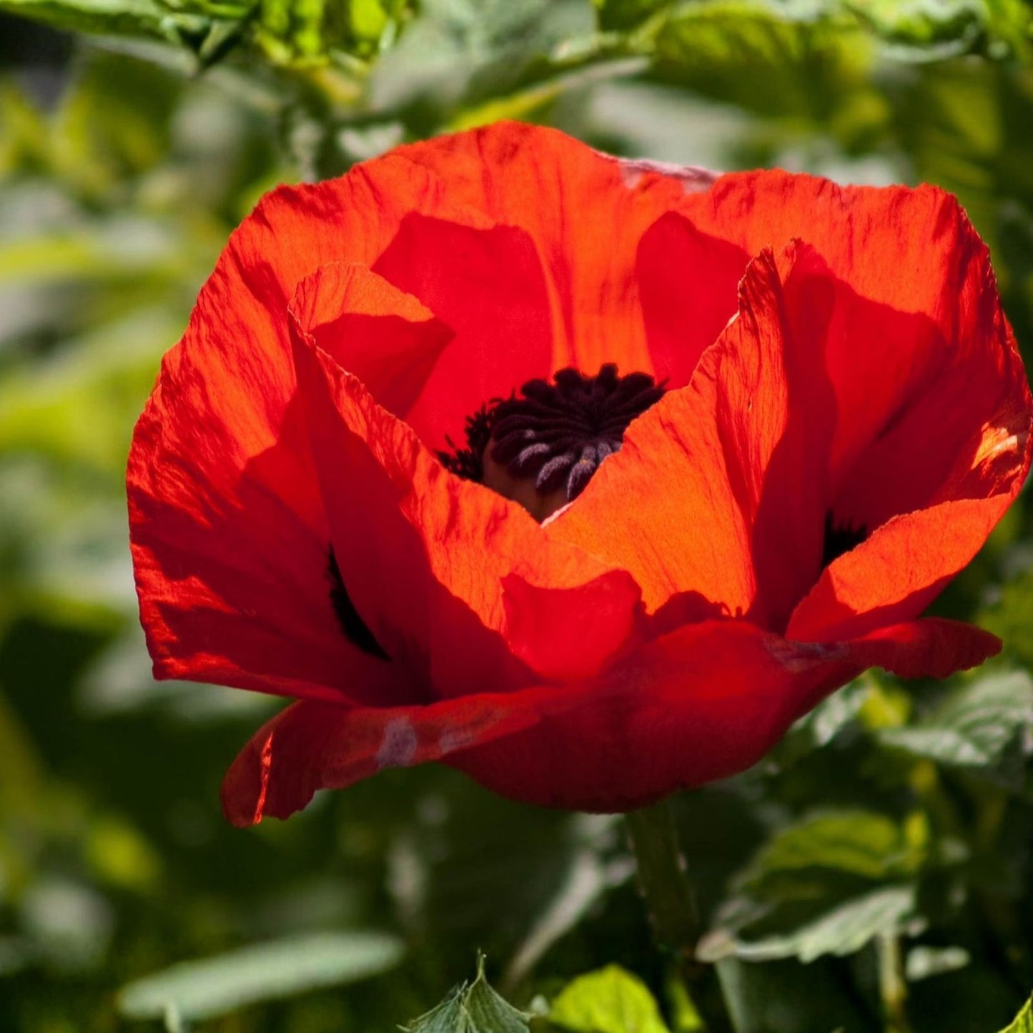 Poppy Flower Seeds 50 Count Turkish Tulip Variety Papaver rhoeas Garden Flower Seeds