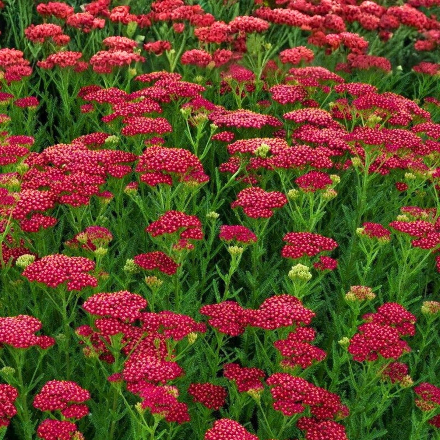Yarrow Starter Plant 6" Vintage Red Perennial Edible Achillea Millefolium Zones 3-8