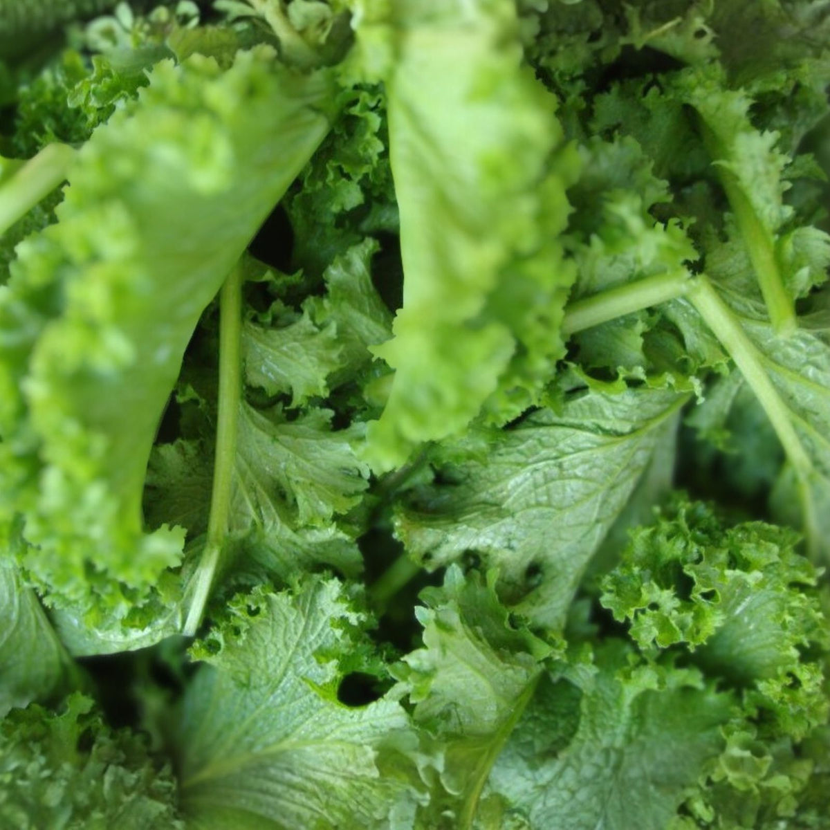 Mustard Green Seeds Southern Giant Variety Non-GMO Heirloom 500 Seeds Brassica juncea Vegetable Seeds