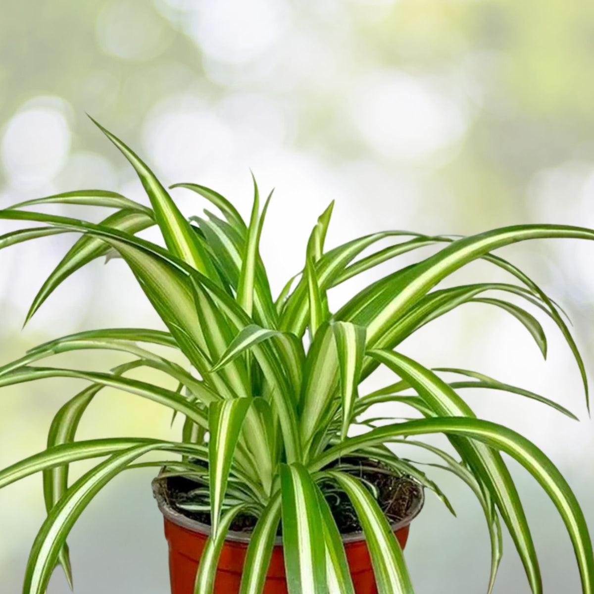 Spider Plant Pups - Fresh 3-5" Variegated Cuttings - Chlorophytum comosum - Indoor Plant Propagation Supplies