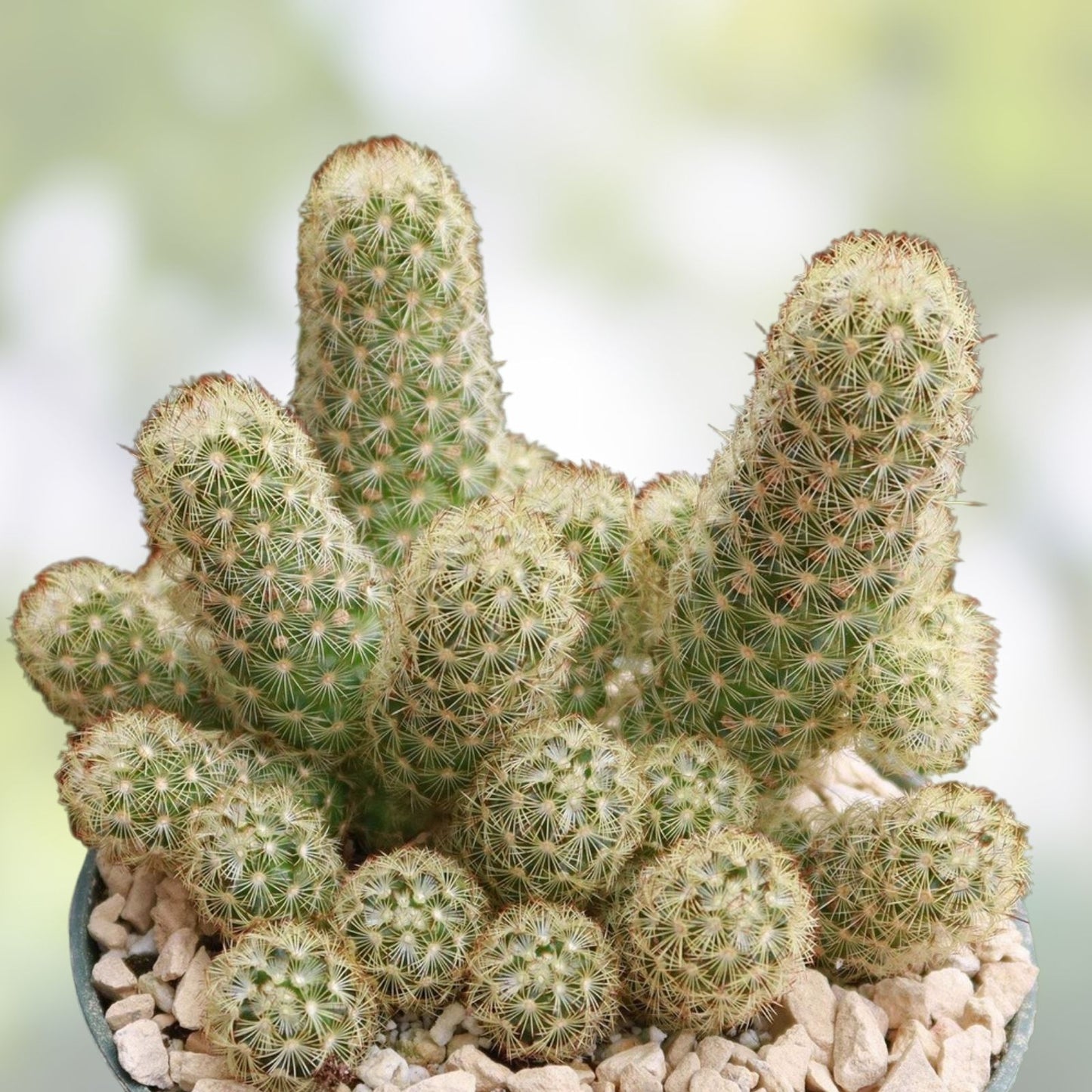 Live Boxing Glove Cactus Cutting – Unique Succulent Plant – Mammillaria elongata Indoor Collection