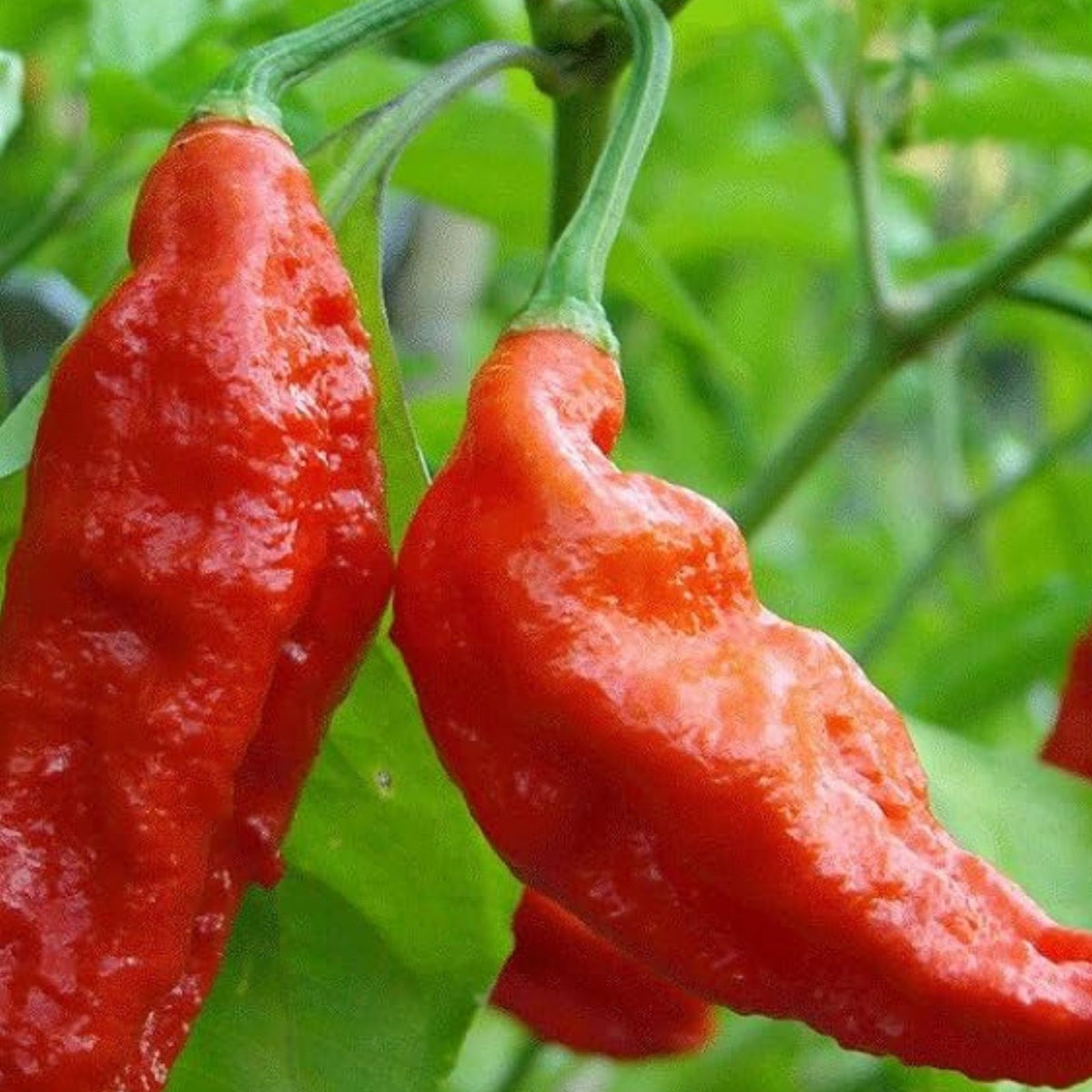 Ghost Pepper Seeds - 20+ Seeds - Bhut Jolokia - Hottest Peppers for Planting, Organic Gardening, Unique Flavor, Hot Chili Seeds