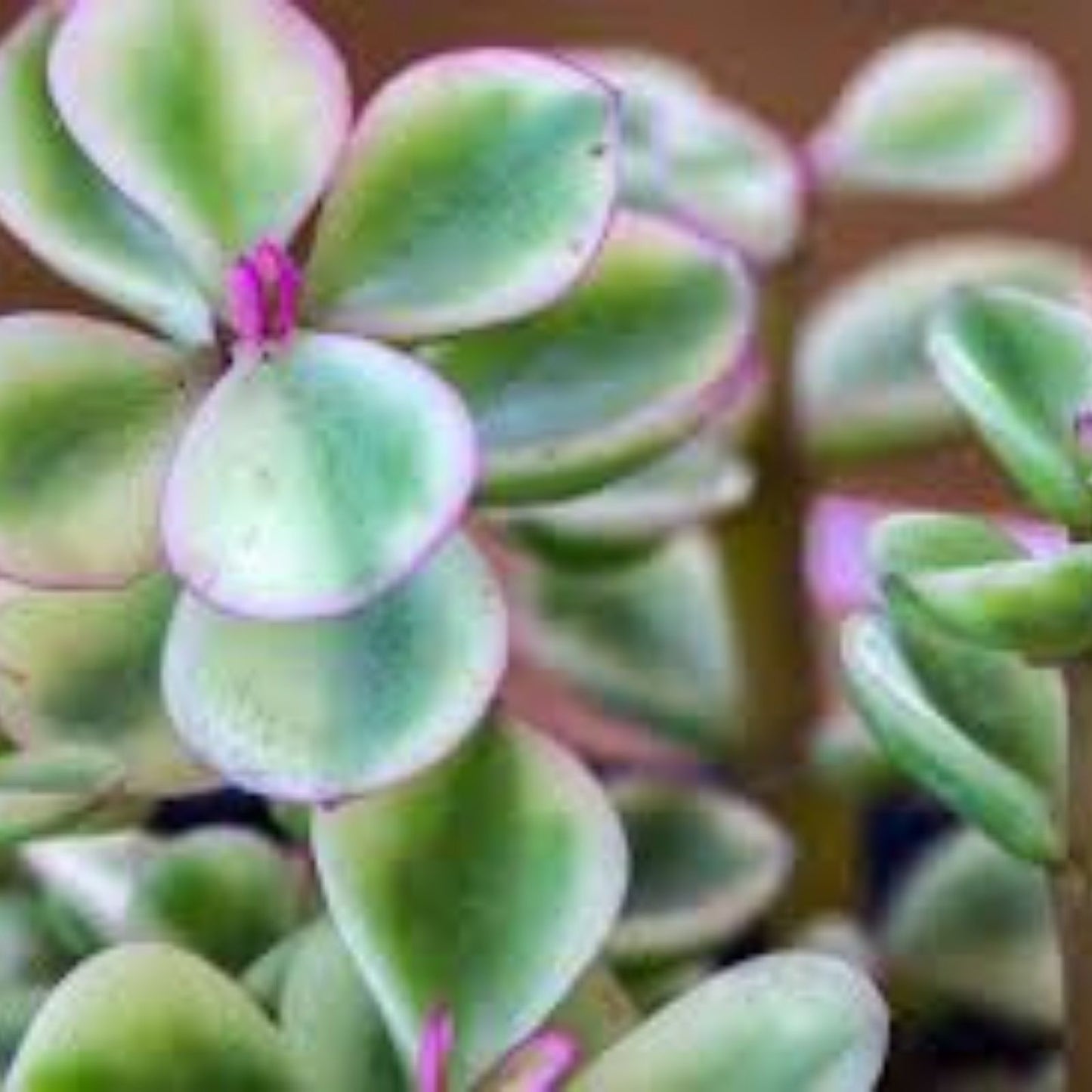Variegated Mini Jade Cuttings - Rare Elephant Bush - 6 Pieces - Portulacaria afra Succulent Plant