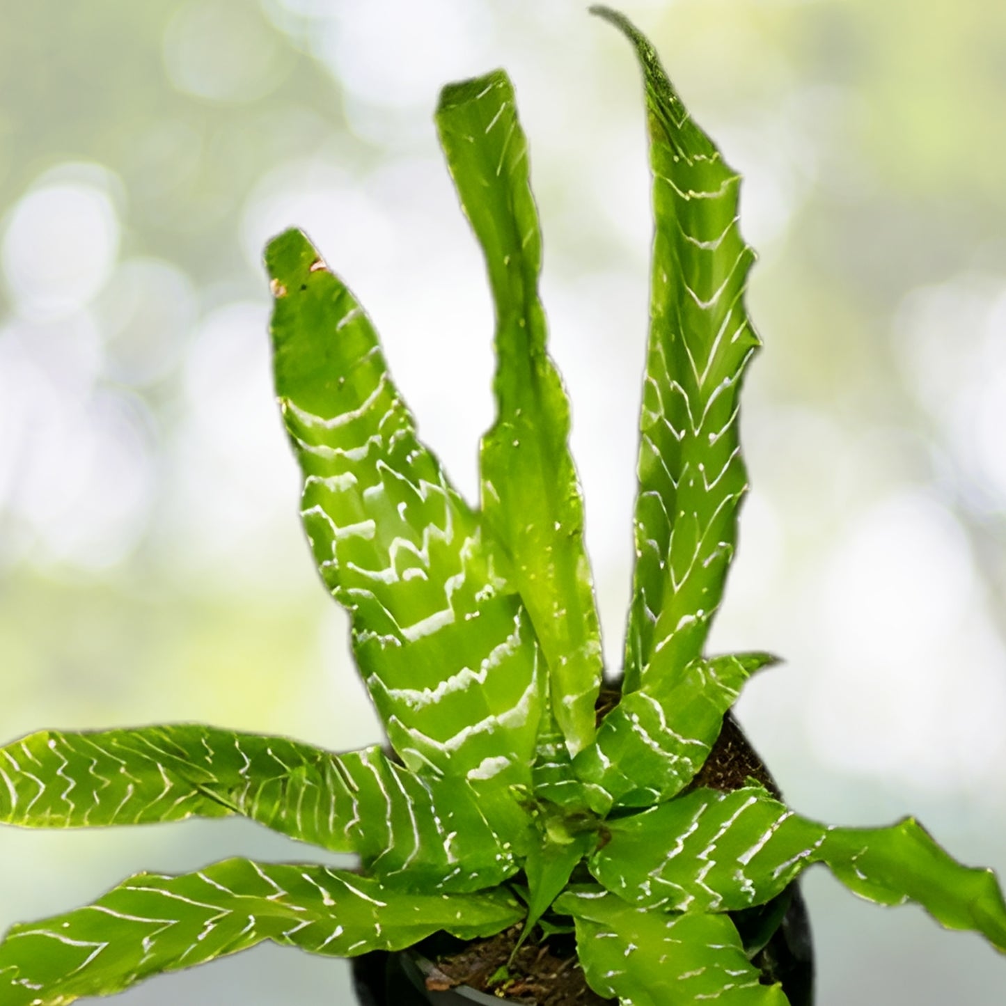 Cryptanthus Plant 5" Pot 'Betty Ann Prevatt' Green with Silver Banding Cryptanthus spp.