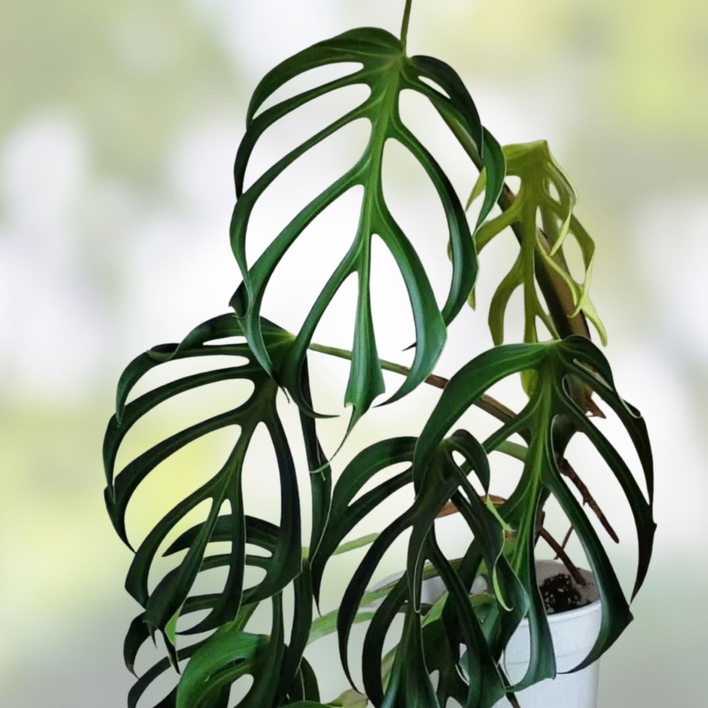 Monstera Burle Marx Cuttings - Rooted Plant with Flame Variegation, Tropical Houseplant, Monstera adansonii