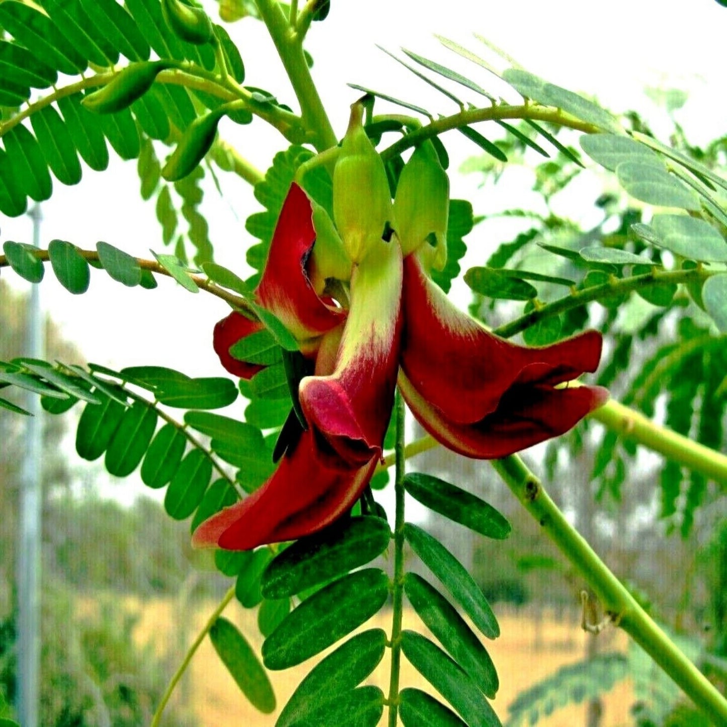 Fresh Seeds - 20+ Red Hummingbird Tree Seeds Sesbania Grandiflora Agati Flower for Gardening and Landscaping