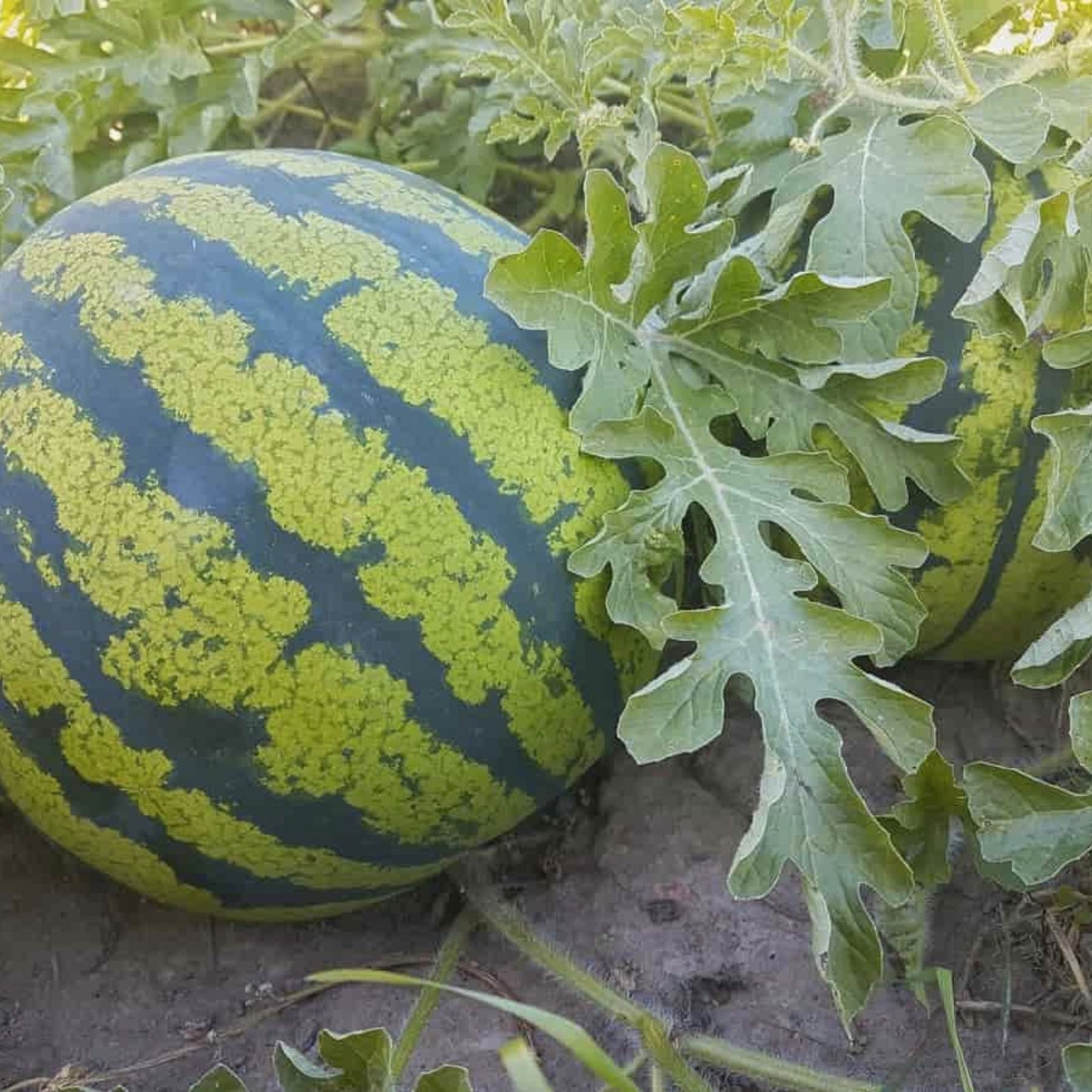 Watermelon Seeds 25 Count | Citrullus lanatus | Summer Fruit Seeds for Gardening | Live Plant, Starter, Bare Root, Cutting
