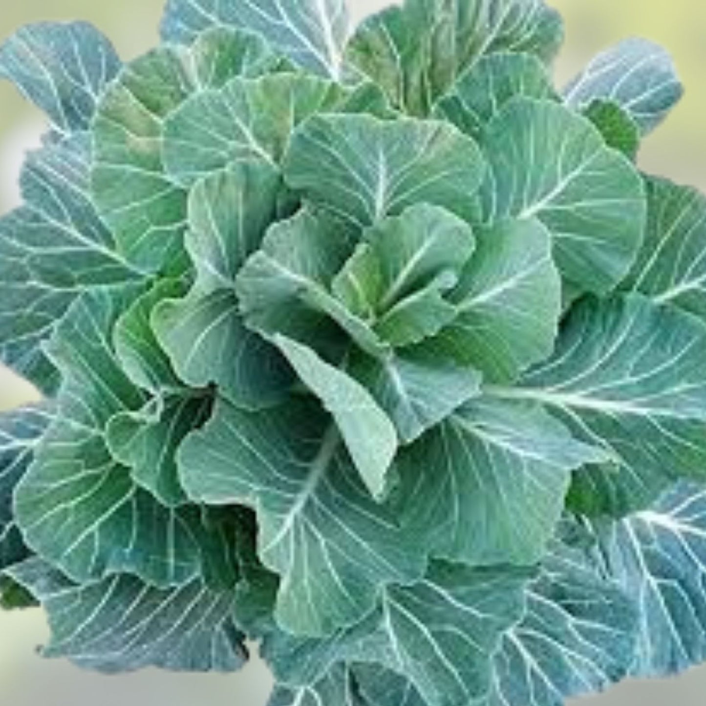 Collard Green Seeds 100 Pack Georgia Collards High Yield Brassica oleracea var. viridis Vegetable Seeds
