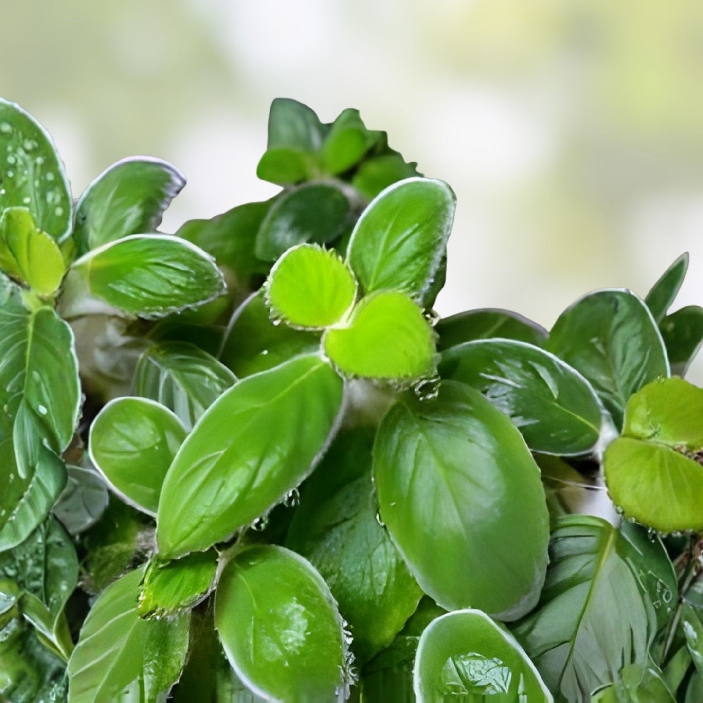 Nautilocalyx Adenosiphon Cuttings - 2 Terrarium Plants for Tropical Houseplant Decor, Plant Enthusiasts