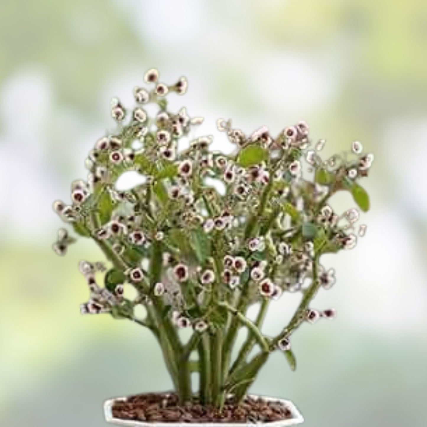 Rooted Euphorbia guiengola Cutting - 2" Succulent Bonsai Piece, Rare Indoor Plant, Unique Succulent, Live Plant for Gardening