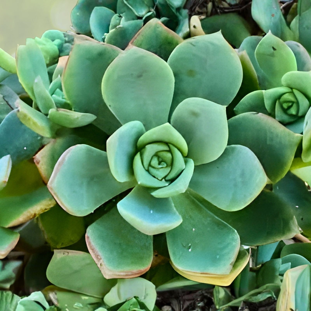 Live 3" Aeonium Pinwheel Succulent Cuttings, Haworthia arborea, Indoor Succulent Plant Decor
