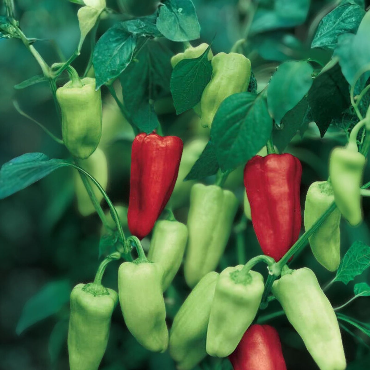 Sweet Pepperoncini Seeds 30+ Heirloom Organic Capsicum Annuum Non-GMO Garden Planting Full Sun