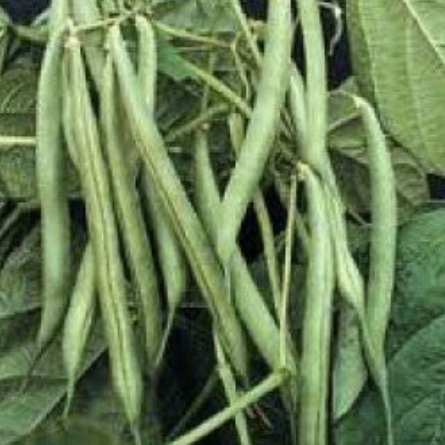 String Bean Seeds 50+ Non-GMO Blue Lake Heirloom Bush Variety for Home Gardening Phaseolus vulgaris