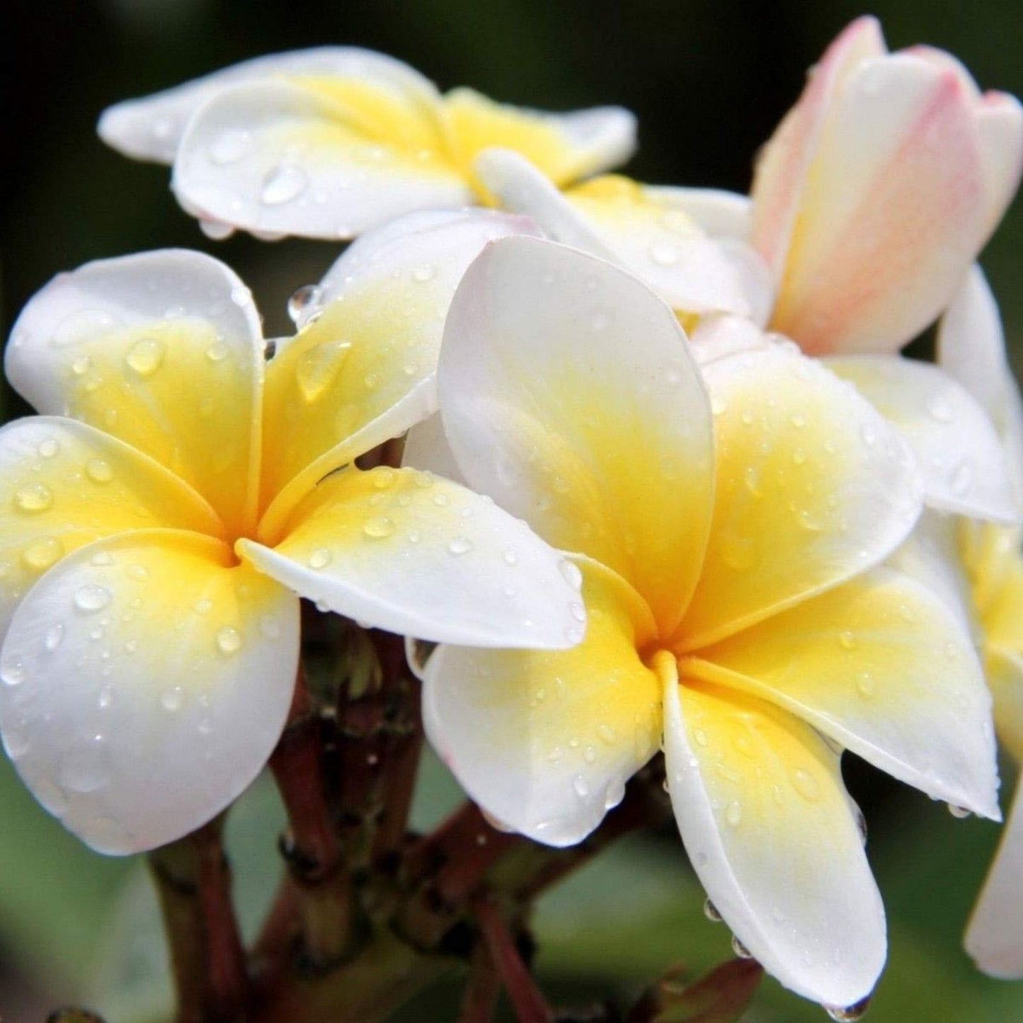 Yellow Plumeria Cutting 10 inch Unrooted Single Head Pack of 25 - Plumeria spp. Fresh Starter Cuttings