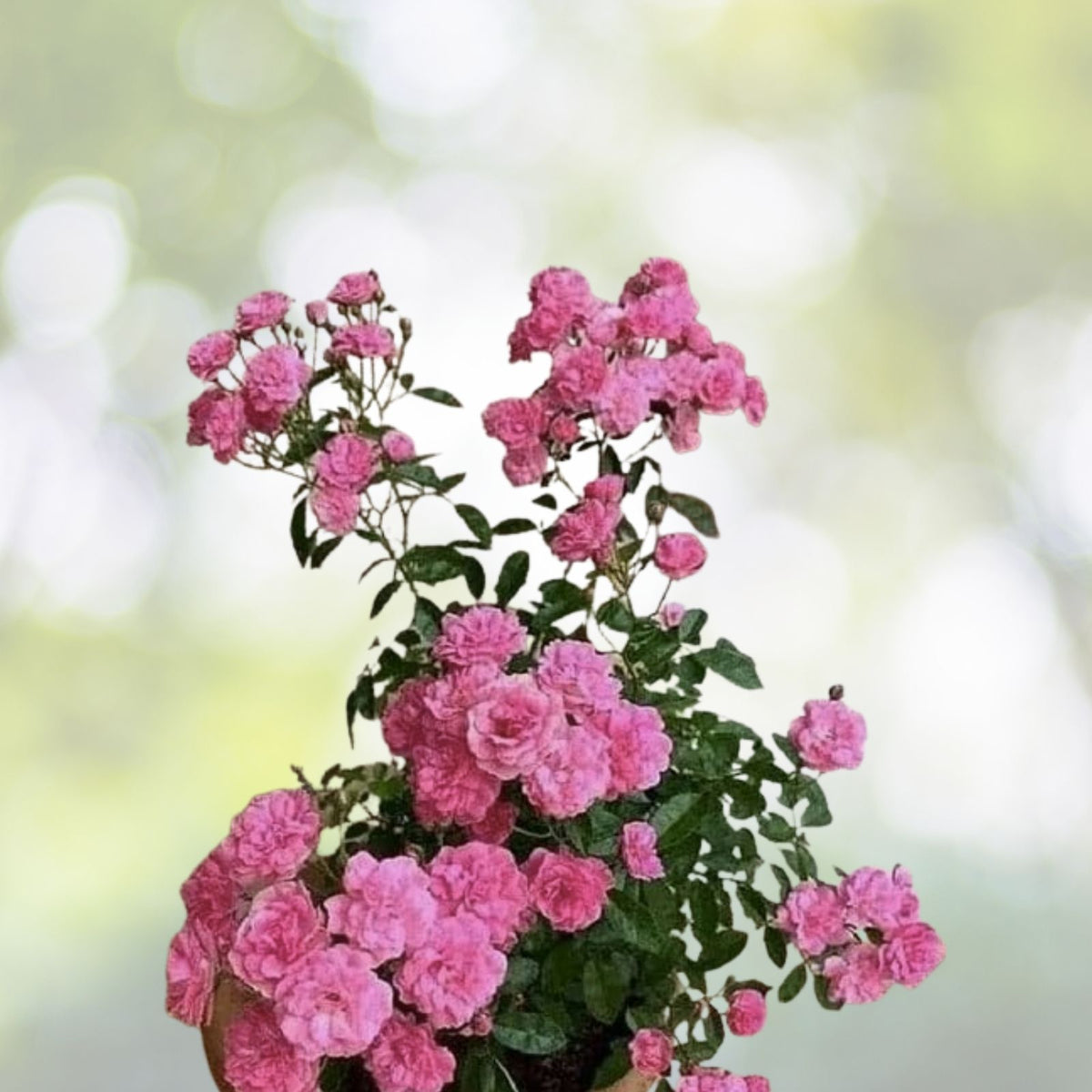 Heirloom Seven Sisters Pink Rose Bush - 1ft Live Climbing Plant, Rosa Multiflora, Fragrant, Easy Care, USA Seller
