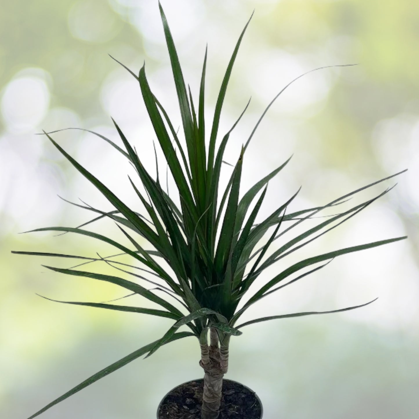 Dracaena Marginata | 4” Pot | Dragon Tree | Air Purifying Indoor Plant | Low-Maintenance Houseplant