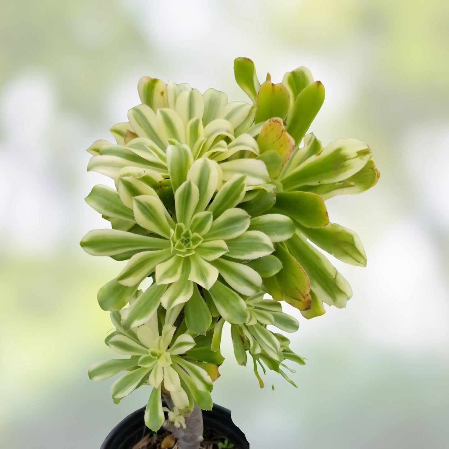 Aeonium Cutting - Variegated Rosette Sunburst - Succulent Plant - Aeonium Luteovariegatum