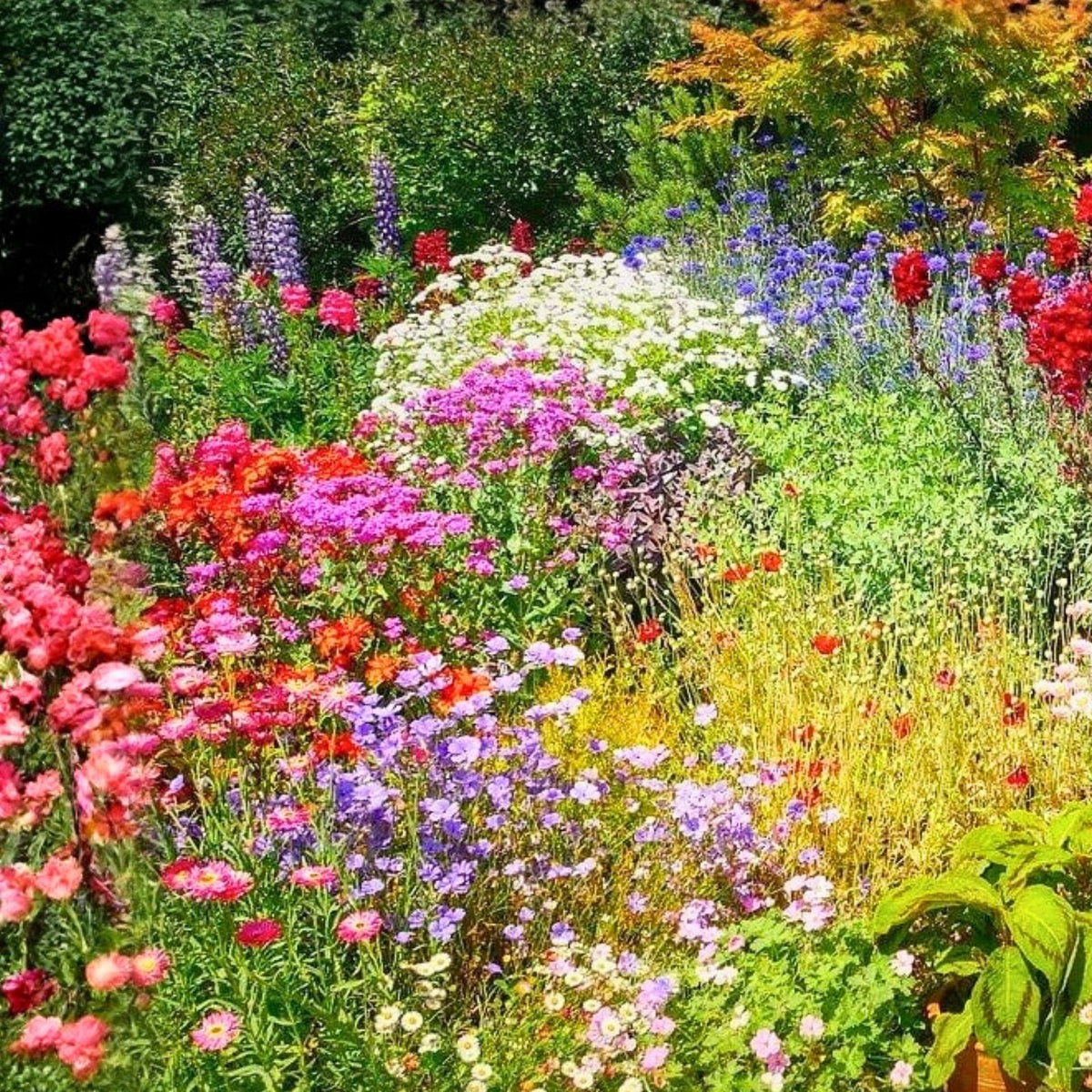 Wildflower Seed Mix 16 oz Colorful Border and Garden Blend for Pollinators Non-GMO Native Varieties