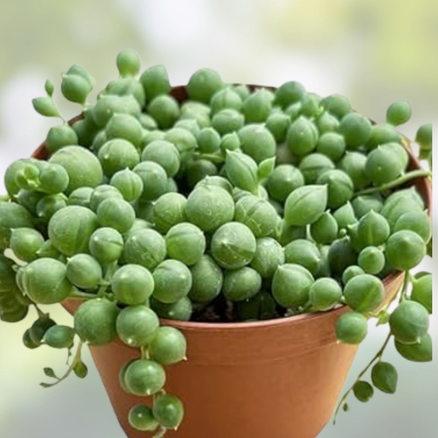 Live Succulent Plant Bundle - Corpuscularia Lehmannii & Ice Astridia Velutina Brocade - Unique Indoor Decor Plants
