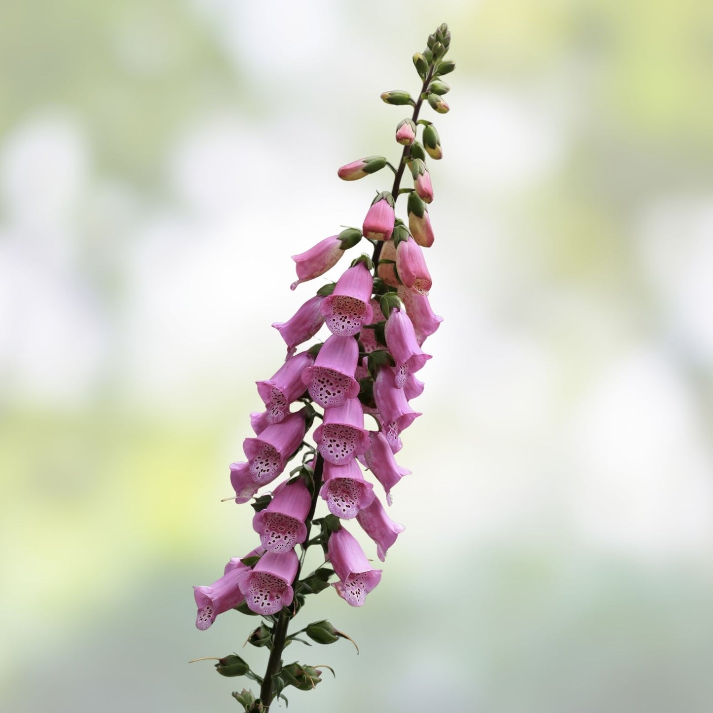 Foxglove Seeds - 1000 Organic Biennial Seeds - Digitalis purpurea - USA Grown, Free Shipping