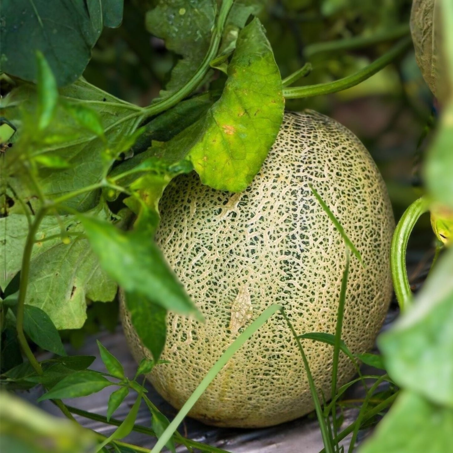 Heirloom Honey Dew Melon Seeds – 25+ Sweet Green Variety, Nutritious Cucumis melo, Organic Gardening, Fruit Seeds