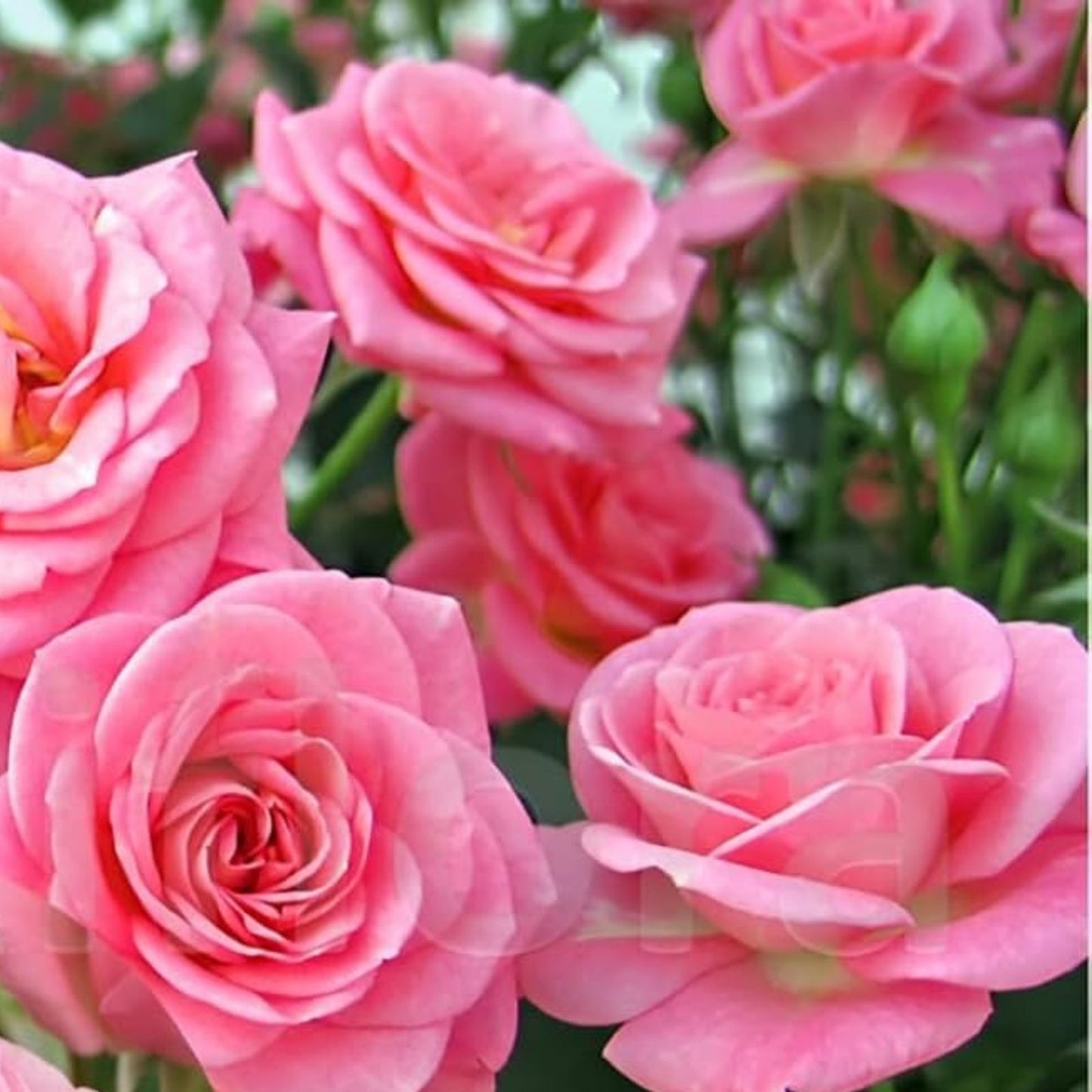 Queen of Elegance Rose Cuttings 10 Inch | Rosa 'Queen of Elegance' | Premium Garden Flower Planting Material