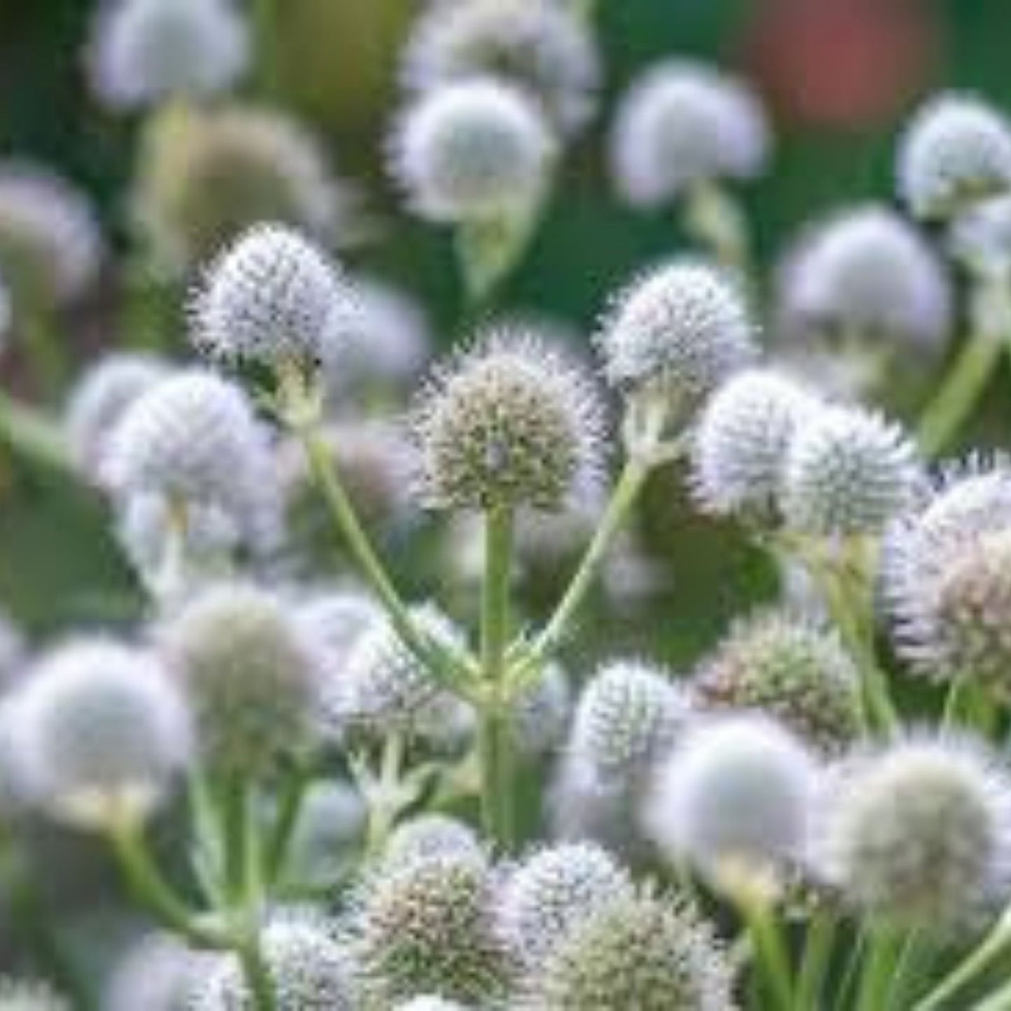 Rattlesnake Master Seeds 100+ Hardy Herbaceous Perennial Eryngium yuccifolium for Native Garden, Pollinator Attractant