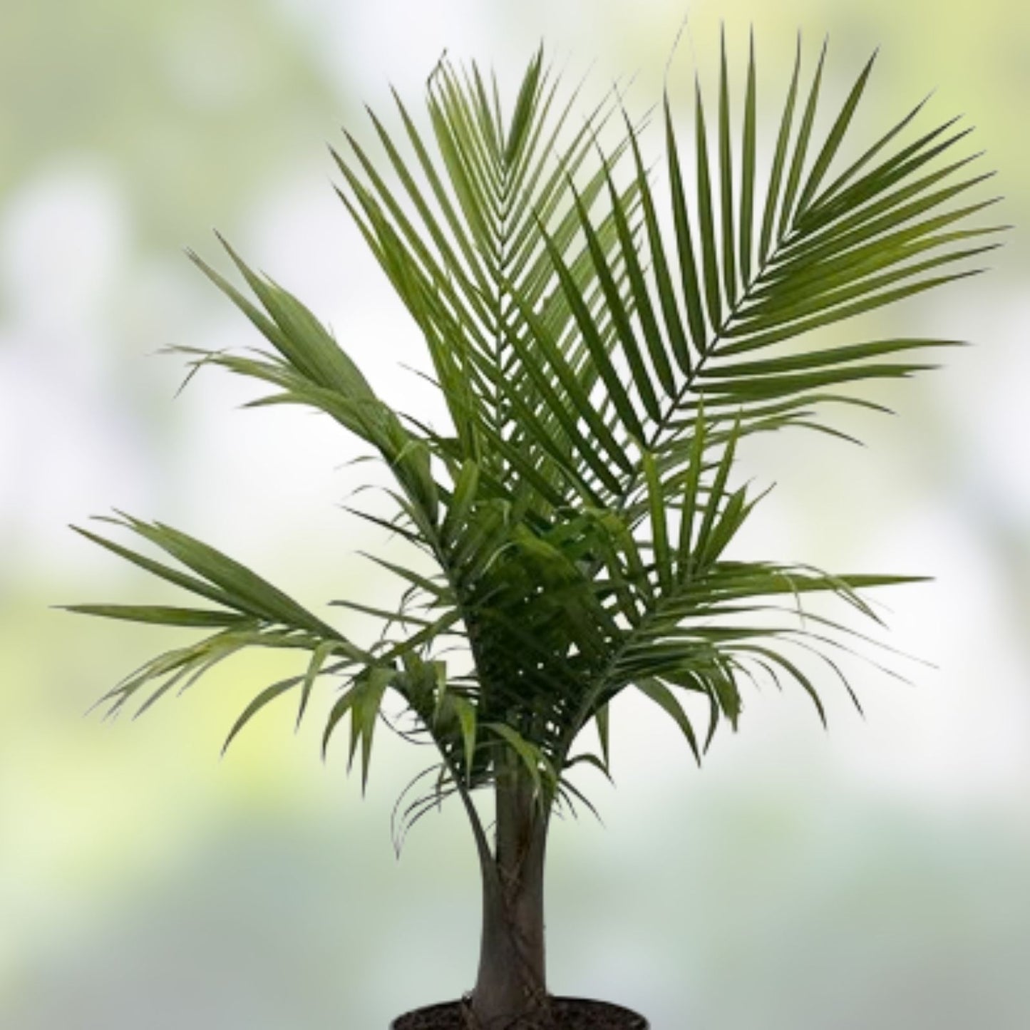 Golden Palm Tree Seeds - 10 Pack for Planting - Corypha utan Buri Palm Tropical Plant Seeds