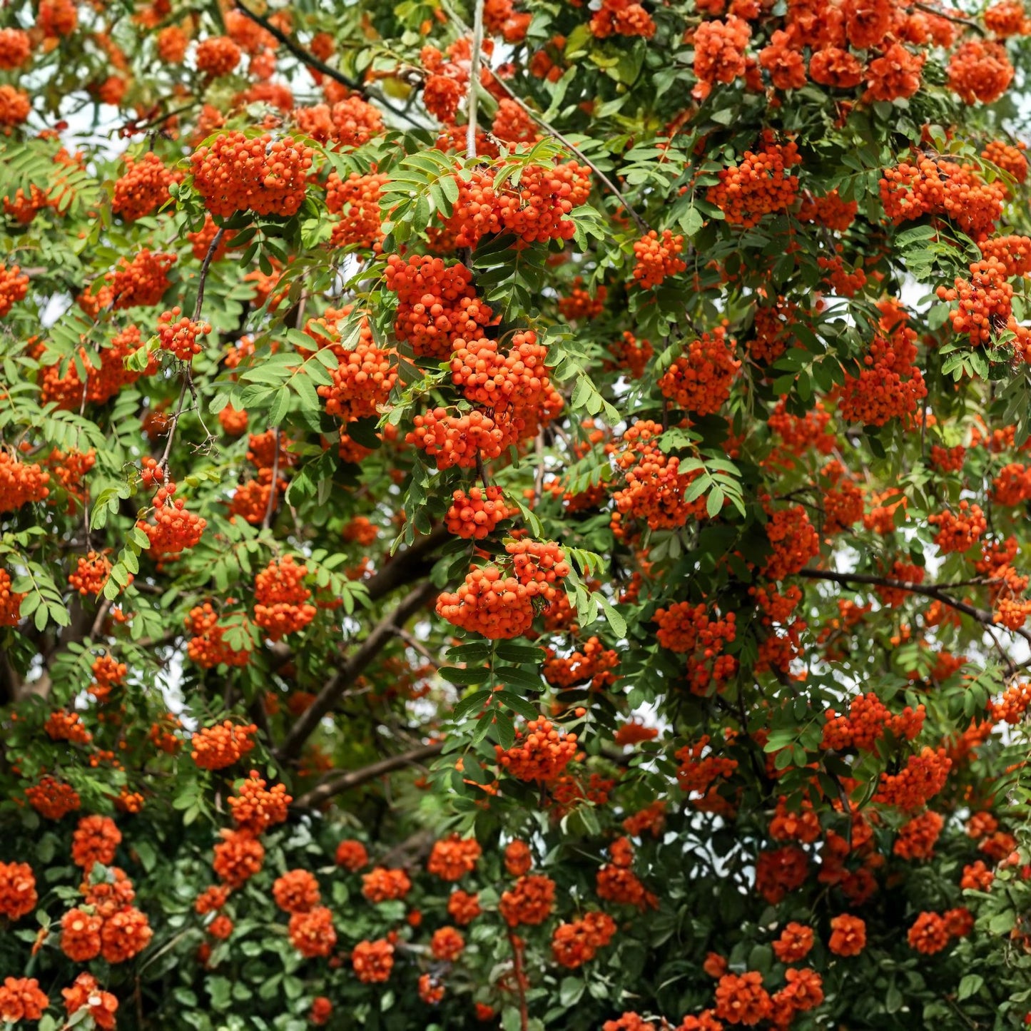 Amur Rowan Seeds 20 Pack - Sorbus Aucuparia Mountain Ash Tree Seeds - Ornamental Tree Seeds for Gardening and Landscaping
