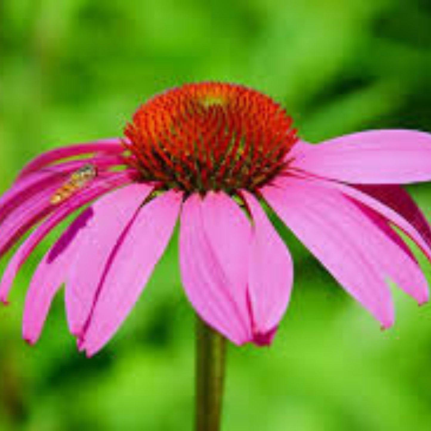 Purple Coneflower Seeds 250+ Pack | Echinacea purpurea Butterfly Garden Seeds | Native Perennial Flower Seeds Made in USA