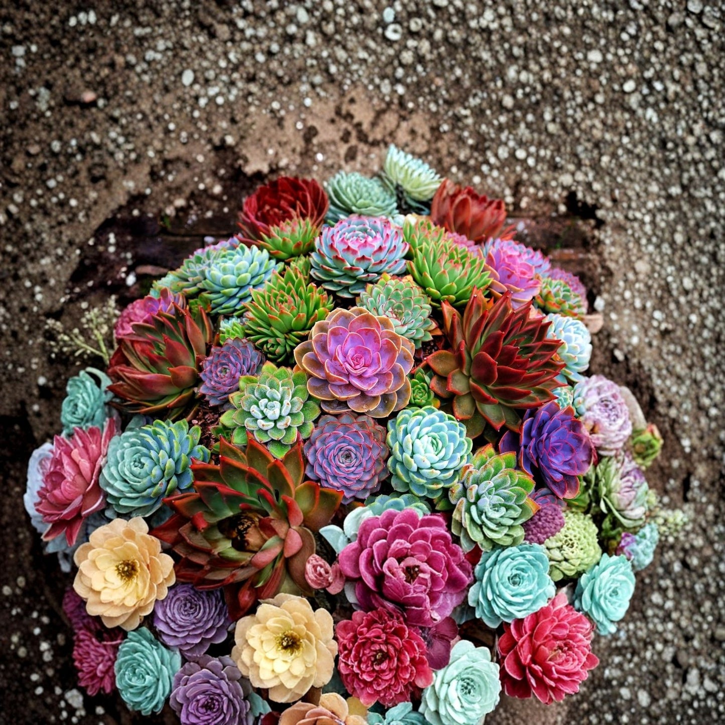 Echinopsis Cactus Seeds Mix 50+ Varieties Colorful Flowers Echinopsis spp. Ships from Iowa