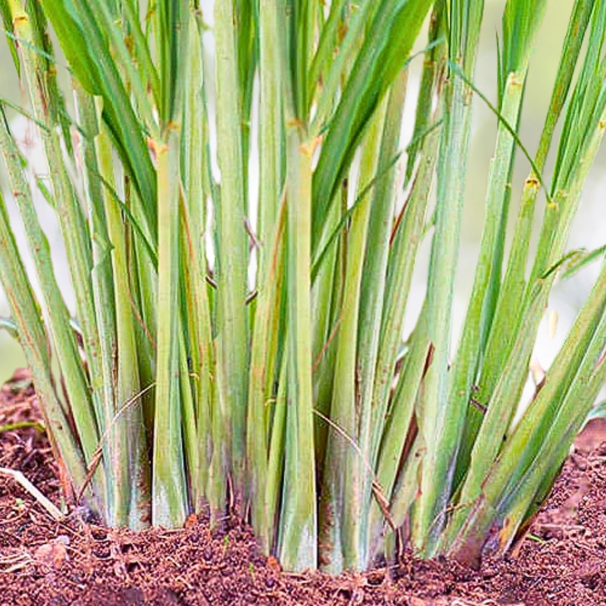 Set of 10 Edible Lemongrass Rooted Plants - Easy Grow Live Herb - Cymbopogon citratus - Ships Without Pot